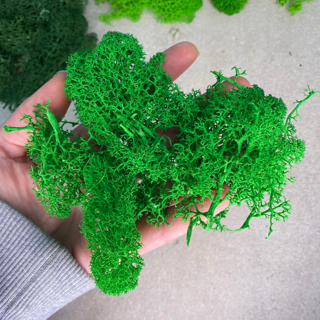 Moss For Potted Plants, Preserved Reindeer Moss For Terrarium