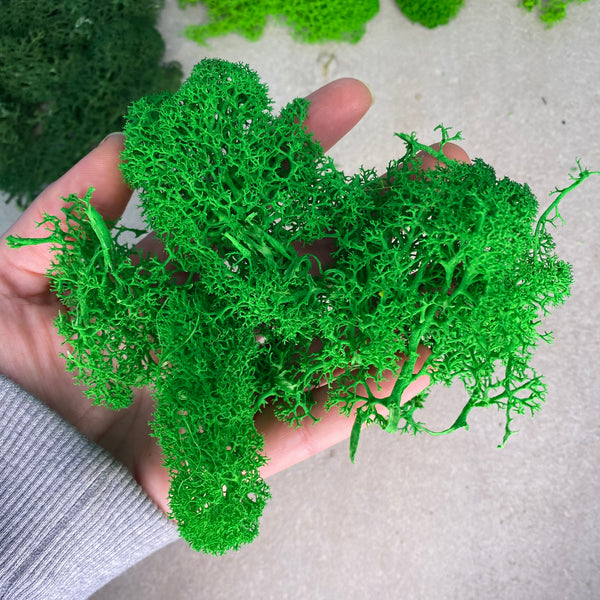 10g Preserved Reindeer Moss