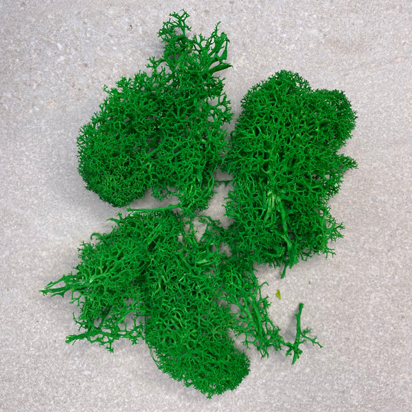 10g Preserved Reindeer Moss