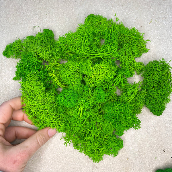 50g Preserved Reindeer Moss