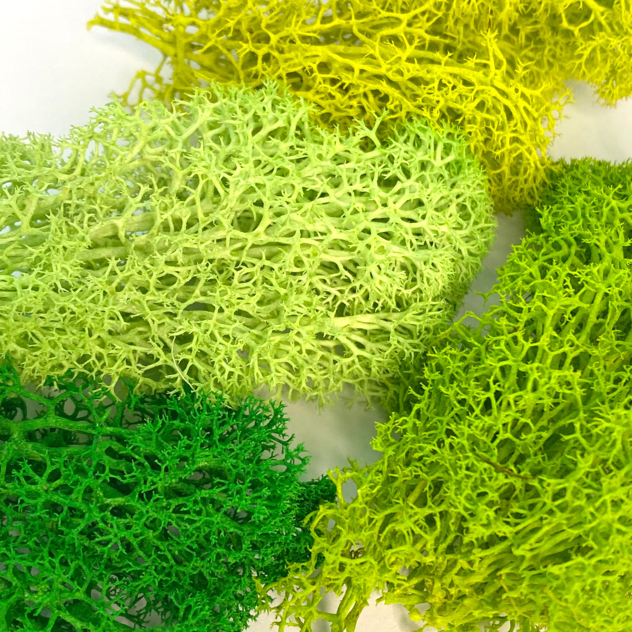 Reindeer Moss Sample Pack