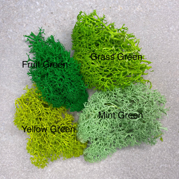 10g Preserved Reindeer Moss