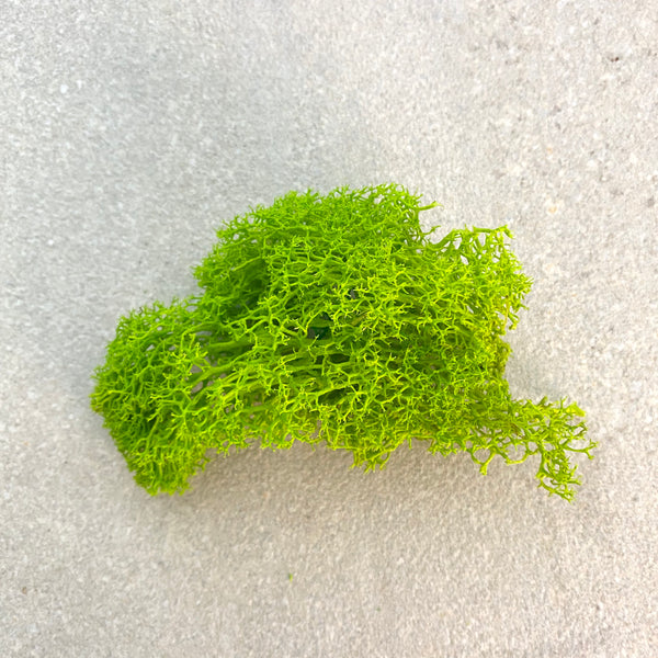 10g Preserved Reindeer Moss