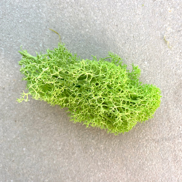 10g Preserved Reindeer Moss