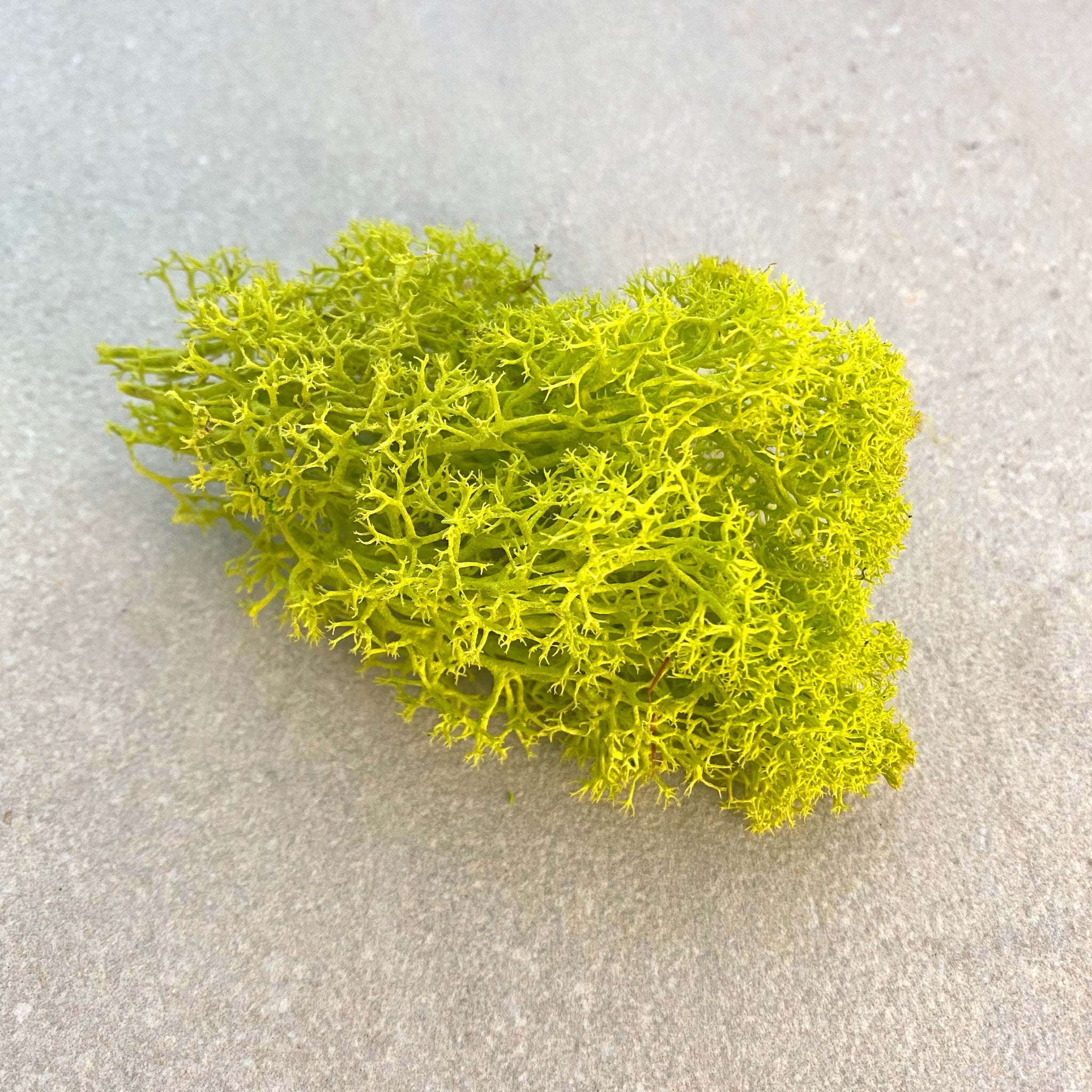 10g Preserved Reindeer Moss